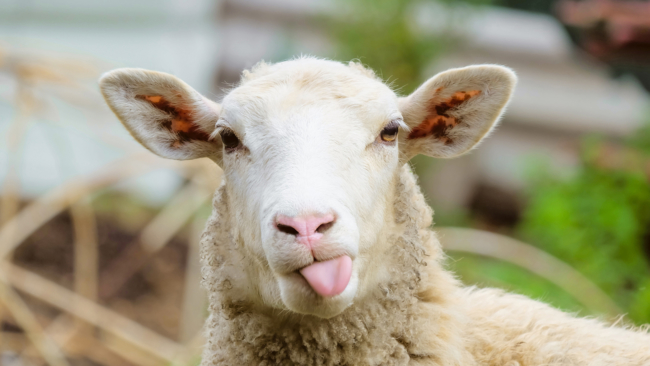 Sheep with tongue out
