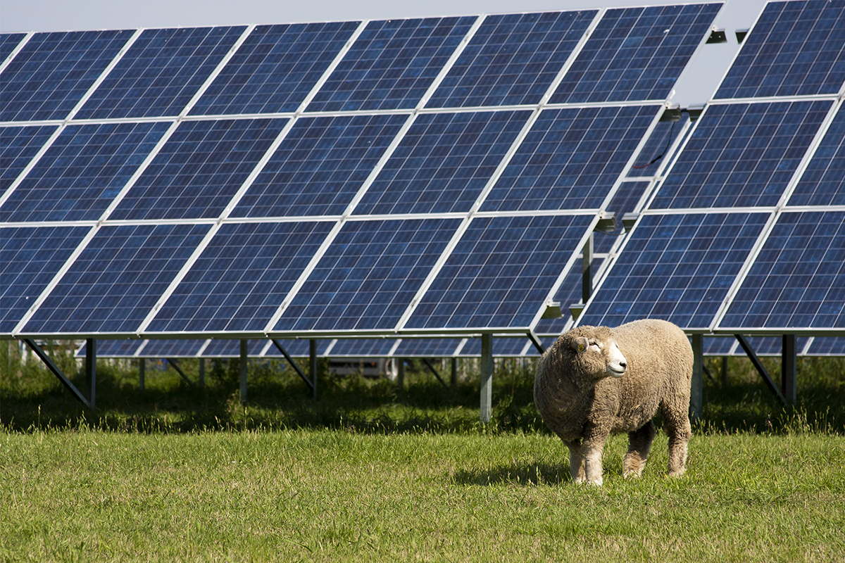 Sheep Guards for Solar Panel Farms: Venture Steel